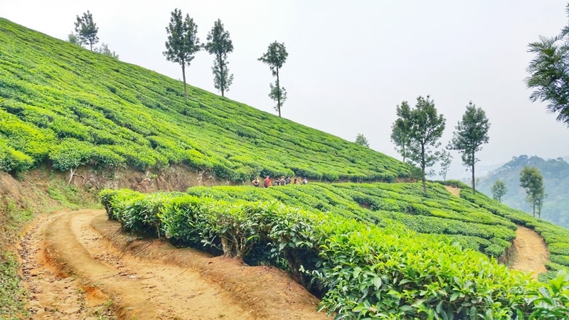 Kerala Activities Travel Guide, India